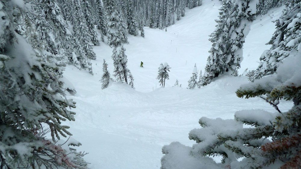 Revelstoke trees