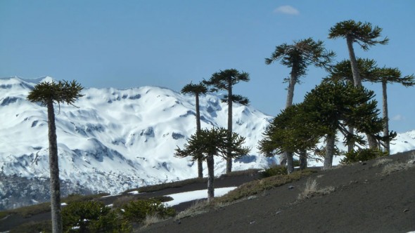 Mountains and Araucarias Llaima Volcano